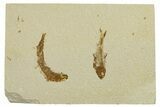 Plate of Two Fossil Fish (Knightia) - Wyoming #295683-1